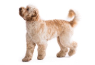 Doodle Breeds breed example, 1โ20 lb