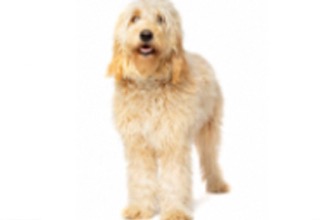 Doodle Breeds breed example, 21โ40 lb