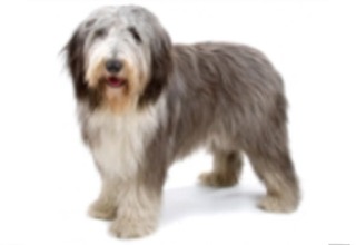 Doodle Breeds breed example, 41โ60 lb
