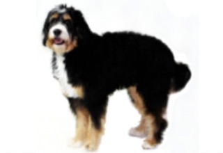 Doodle Breeds breed example, 61โ80 lb