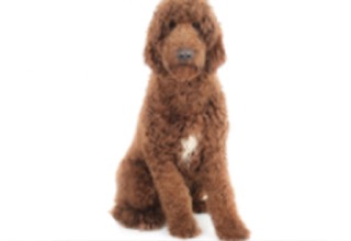 Doodle Breeds breed example, 81โ100 lb