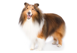 Double Coat Breeds breed example, 1โ20 lb