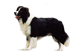 Double Coat Breeds breed example, 21โ40 lb