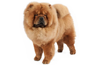 Double Coat Breeds breed example, 41โ60 lb