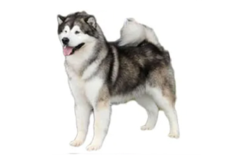 Double Coat Breeds breed example, 61โ80 lb