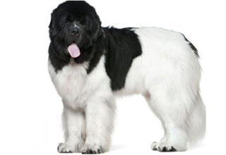 Double Coat Breeds breed example, 81โ100 lb