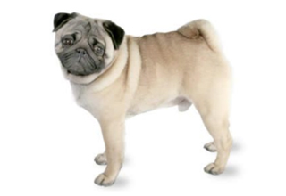 Short Coat Breeds breed example, 1โ20 lb