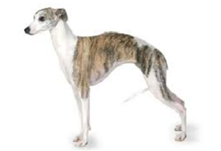 Short Coat Breeds breed example, 21โ40 lb