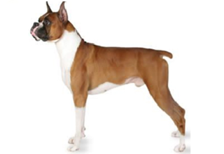 Short Coat Breeds breed example, 41โ60 lb