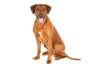 Short Coat Breeds breed example, 61โ80 lb