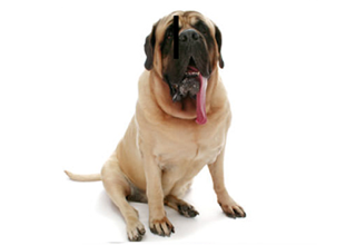 Short Coat Breeds breed example, 81โ100 lb