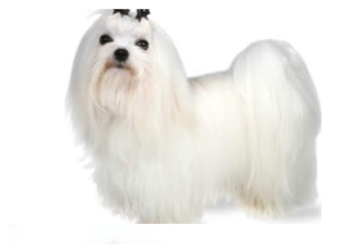 Soft Coat Breeds breed example, 1โ20 lb