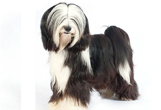 Soft Coat Breeds breed example, 21โ40 lb