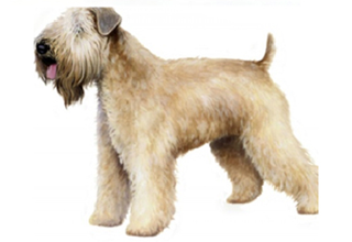 Soft Coat Breeds breed example, 41โ60 lb
