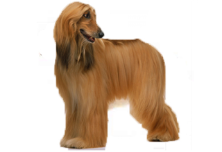 Soft Coat Breeds breed example, 61โ80 lb