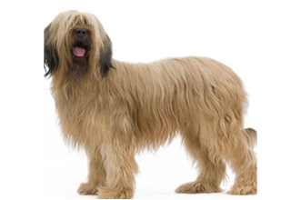 Soft Coat Breeds breed example, 81โ100 lb