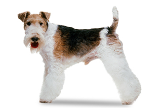 Wire Coat Breeds breed example, 1โ20 lb