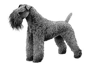 Wire Coat Breeds breed example, 21โ40 lb