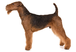 Wire Coat Breeds breed example, 41โ60 lb