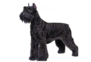 Wire Coat Breeds breed example, 61โ80 lb