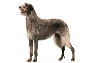 Wire Coat Breeds breed example, 81โ100 lb